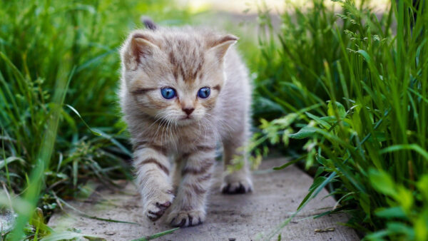 Wallpaper Brown, Grasses, Cute, Eyes, Kitten, Blue, Walking, Between, Cat, Desktop, Pavement