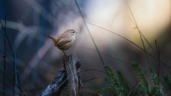 Wallpaper Background, Standing, Blur, Birds, Wood, Wren, Bird