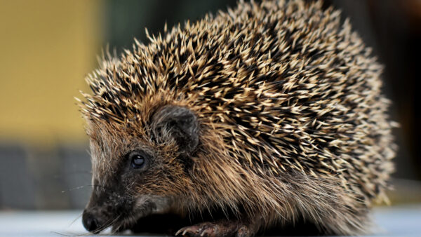 Wallpaper Animals, Hedgehog, Floor