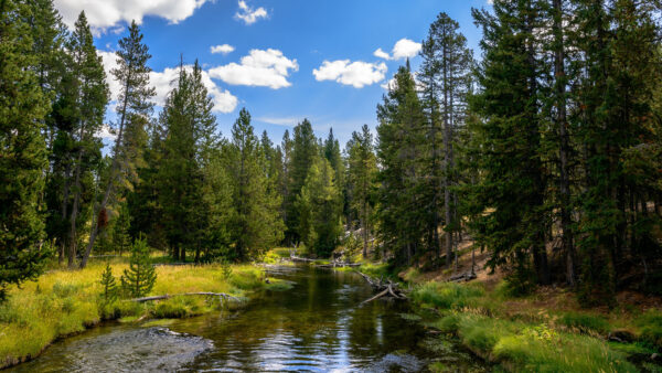 Wallpaper Mobile, River, Bushes, Grass, Under, White, Green, Beautiful, Sky, Clouds, Plants, Desktop, Trees, Nature, Blue