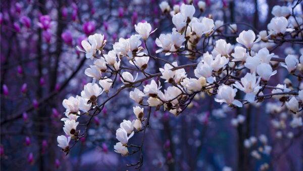 Wallpaper Background, Blur, Flowers, Tree, White, Blossom, Branches, Cherry, Spring