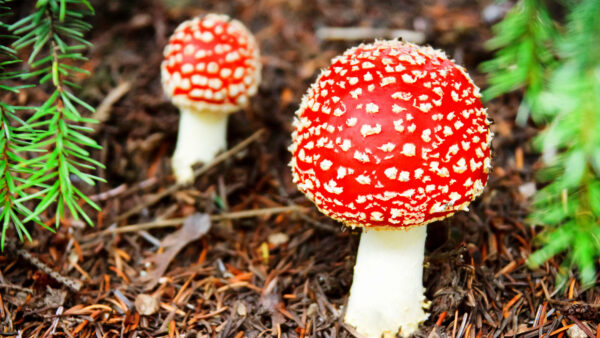 Wallpaper Field, Mushrooms, Dry, Mushroom, Red