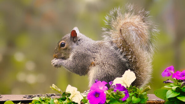 Wallpaper Near, White, Squirrel, Flowers, Purple, Eating, Standing, Background, Nuts, Blur