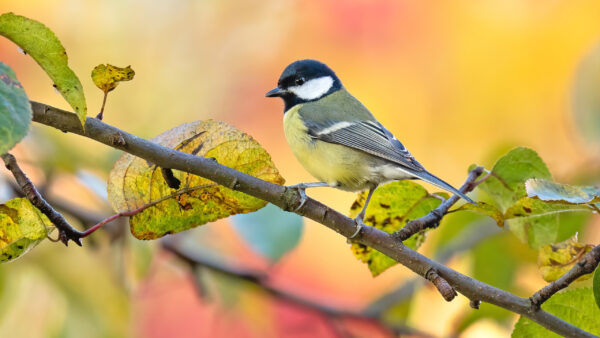 Wallpaper Blur, Red, Background, Branch, Tree, Birds, Titmouse, Black, Yellow