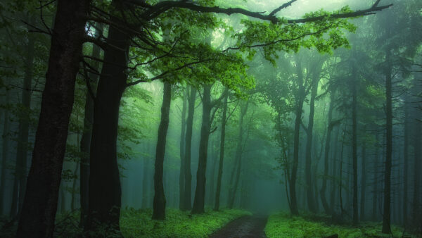Wallpaper Foggy, Green, Forest, Between, Background, Sand, Blak, Path, Trees, Nature
