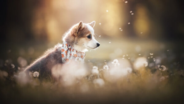 Wallpaper Dog, Animal, Dandelion, Baby, Sitting, Puppy, Near