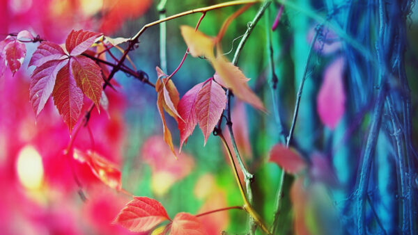 Wallpaper Plants, Background, Colorful, Leaves, Blur