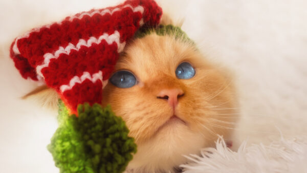 Wallpaper Cap, Desktop, Yellow, Eyes, Green, Cat, Having, Head, Red, Woolen, Knitted, Blue