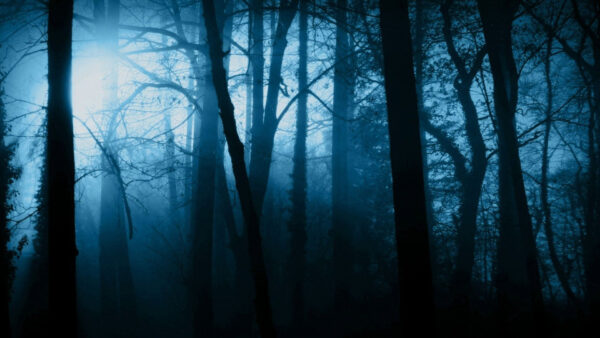 Wallpaper Covered, Trees, Forest, Fog, Dark