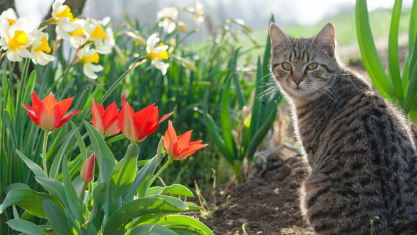 Wallpaper Black, Flowers, Plants, Sitting, Desktop, Cat, Colorful, Sand, Near