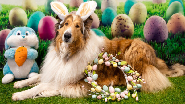 Wallpaper Animal, Dog, Pet, Stuffed, Wreath, Easter, Sheepdog, Shetland