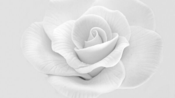 Wallpaper Petals, Background, Flower, White, Aesthetic, Rose