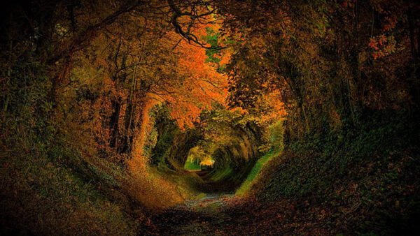 Wallpaper Road, Green, Forest, Trees, Yellow, Hole, Orange, Autumn, Leaves