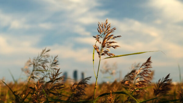 Wallpaper Nature, Blue, White, Field, Grass, Plants, Sky, Background, Clouds