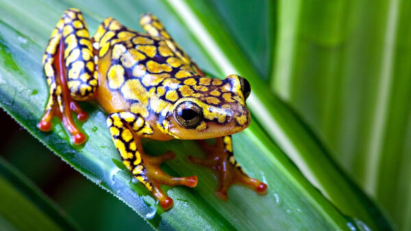 Wallpaper With, Yellow, Leaf, Green, Water, Designed, Frog, Drops, Black