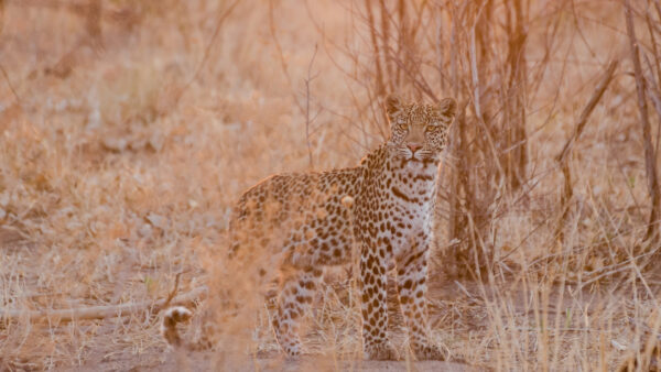 Wallpaper Cat, Leopard, Big, Forest, Background