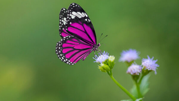 Wallpaper Beautiful, Butterfly, Flower, Background, White, Black, Green, Purple