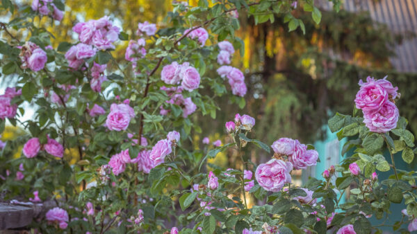 Wallpaper Sunrays, Green, Leaves, Buds, Background, Roses, Pink, Light, Flowers, Plants