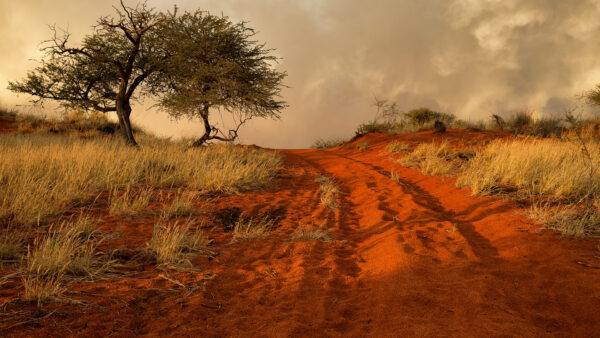 Wallpaper Grass, Tree, Between, Sunbeam, Dry, Clouds, White, Sky, Nature, With, Sand, Red, Under, Field