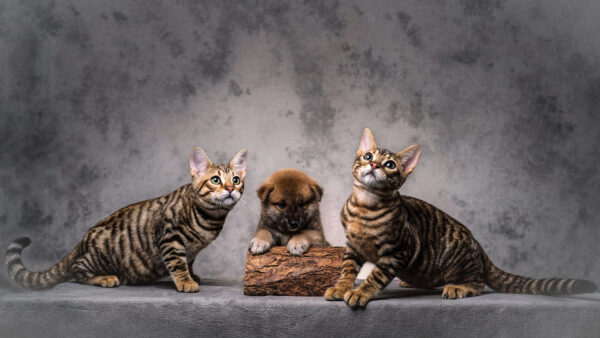 Wallpaper Cat, Lines, Puppy, Two, Cats, Black, Brown, Dog, Between