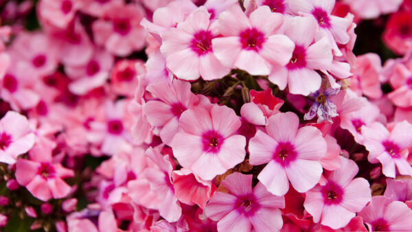 Wallpaper Blur, Background, Flowers, Garden, Plants, Pink, Aesthetic