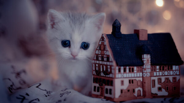 Wallpaper Cat, House, Standing, Blue, Eyes, White, Near, Toy, Kitten