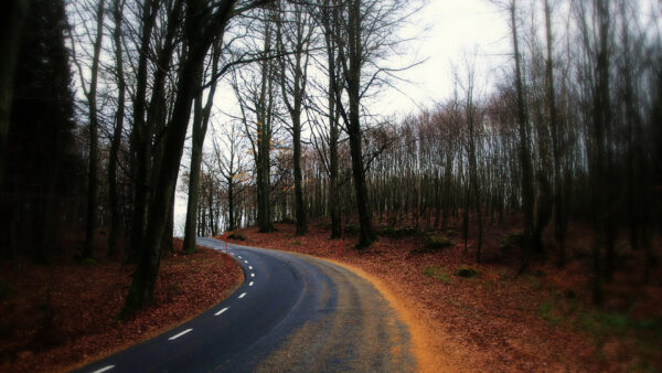 Wallpaper Sky, Under, White, Nature, Turn, Road, Between, Trees