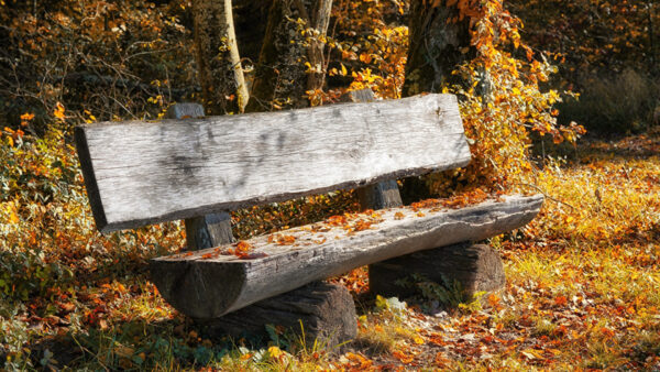 Wallpaper Bench, Nature, Autumn, Foliage, Background, Wooden, Forest