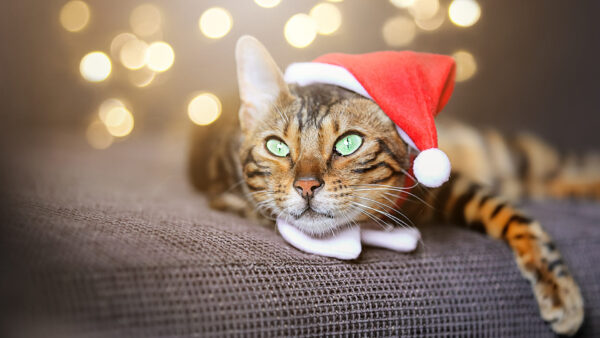 Wallpaper Cap, Cat, With, Bokeh, Down, Black, Claus, Couch, Lights, Lying, Eyes, Background, Green, Santa, Brown, Yellow