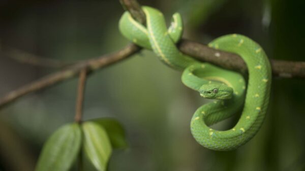 Wallpaper Branch, Background, Green, Tree, Blur, Snake