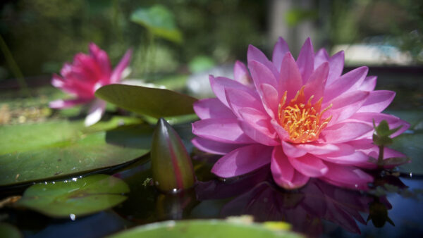 Wallpaper Pink, And, Leaves, Water, Flower, Lily, Green, Flowers