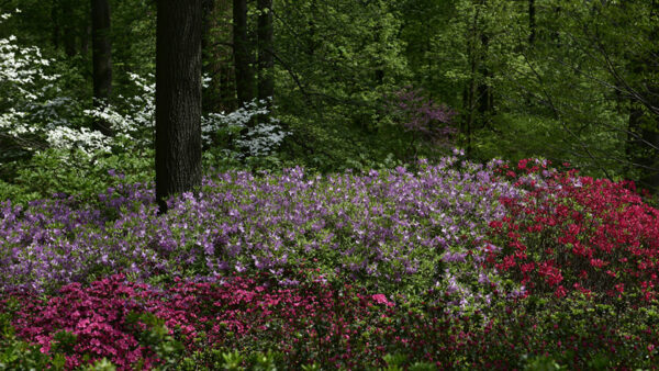 Wallpaper Trees, Nature, Flowers, Background, Scenery, Garden, Colorful