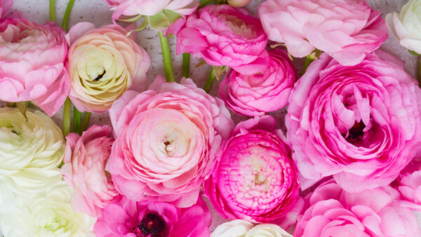 Wallpaper Petals, Rose, Flowers, Pink, White