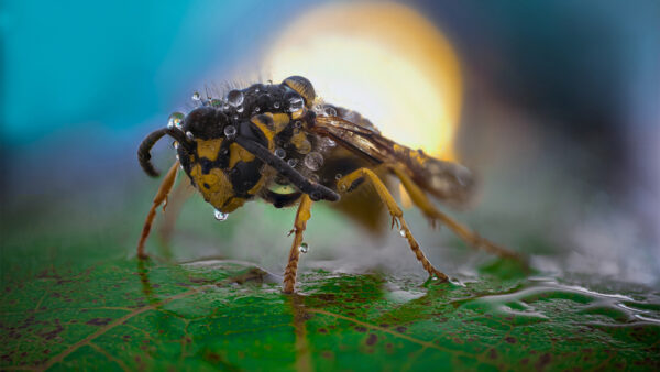 Wallpaper Yellow, Insect, Bug, Light, Hornet, Drops, Background, Black, Leaf, With, Water, Green
