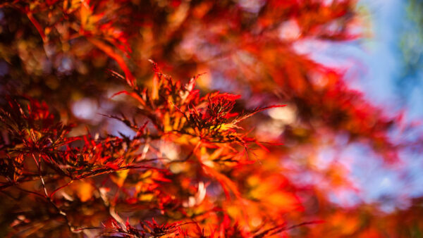 Wallpaper Red, Bokeh, Maple, Blur, Background, Photography, Tree, Leaves, Branches