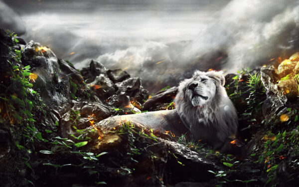 Wallpaper Lion, Jungle