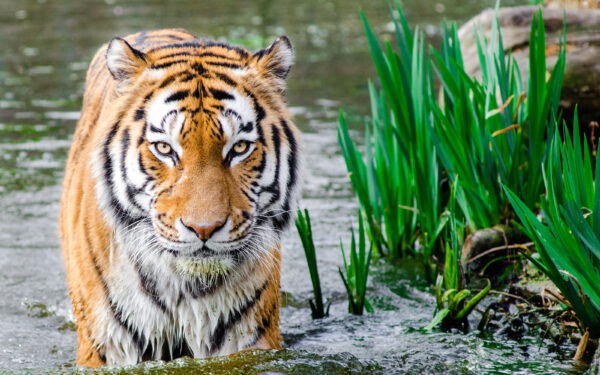 Wallpaper Tiger, Water