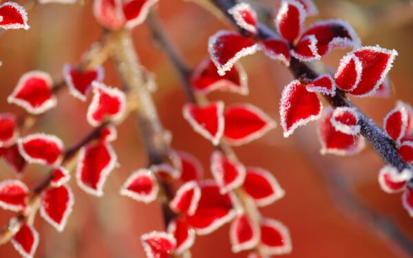 Wallpaper Frozen, Leaves