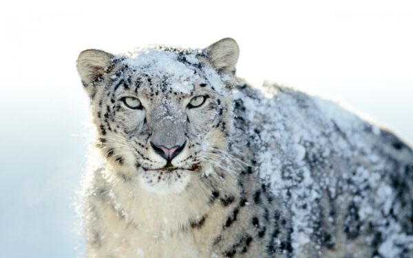 Wallpaper White, Leopard, Snow, Wide