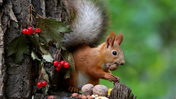 Wallpaper Mobile, Nuts, Brown, Trunk, Squirrel, Desktop, Tree, Eating, Animals