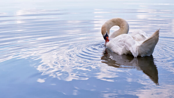 Wallpaper Pc, Download, Mute, 4k, Images, Free, Desktop, Monitor, Wallpaper, Cool, Background, Animal, Animals, Dual, Swan