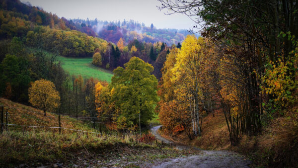 Wallpaper Fence, Forest, Mobile, Desktop, Hill, Fog, Nature, Between, Path