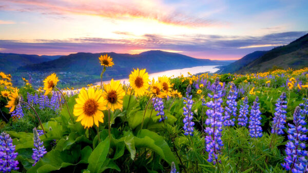 Wallpaper Black, Leaves, Plants, Clouds, Purple, Mountains, Yellow, Sky, Background, Under, Green, Flowers, Blue