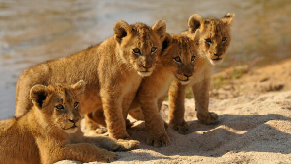 Wallpaper Mobile, Background, Water, Standing, Lion, Desktop, Cub, Sand, Lions, With