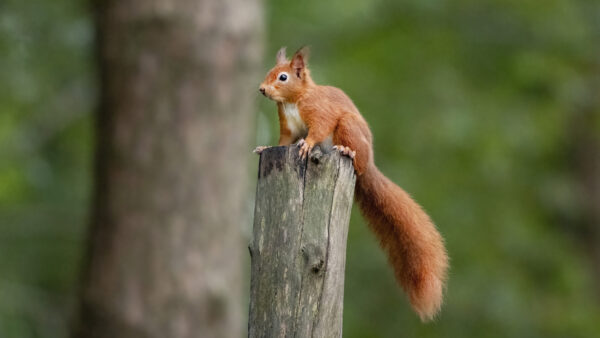 Wallpaper Desktop, Top, Mobile, Brown, Wood, Squirrel