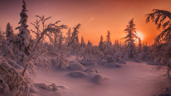 Wallpaper Winter, With, Snow, Tree, Covered, Desktop, Fir, Forest, During, And, Sunset