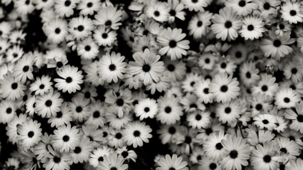 Wallpaper Abstract, Florals, And, Black, White