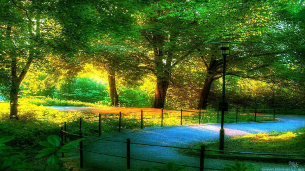 Wallpaper Sunbeam, During, Daytime, Trees, Road, Fence, Nature, With, Between