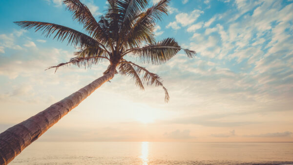 Wallpaper Desktop, Sky, Mobile, Ocean, Palm, Sunrise, Clouds, Reflection, Blue, Slanting, White, Nature, Tree