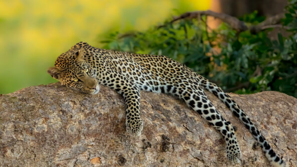 Wallpaper Leopard, Down, Desktop, Lying, Background, Rock, Green, Animals